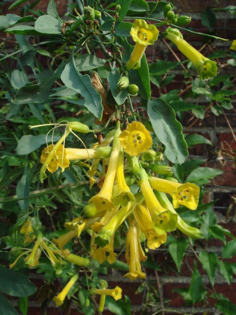 Nicotiana glauca fleur